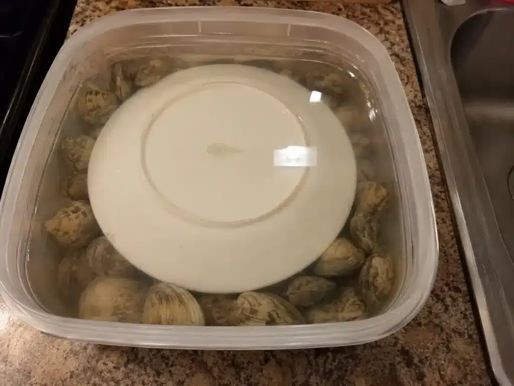 Palourdes en train de dégorger dans un bac d'eau salée, maintenues immergées par une assiette retournée